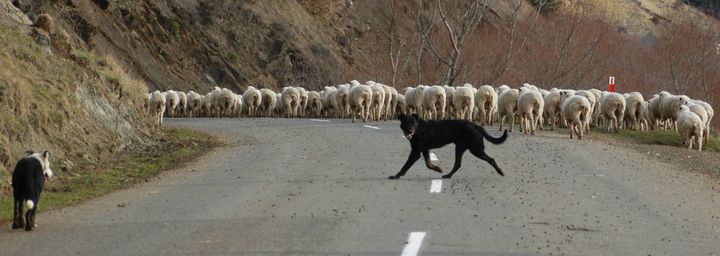 chiens de troupeau en Nouvelle Zélande