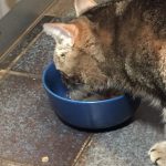 chat mange repas