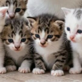 alimentation d'une chatte reproductrice