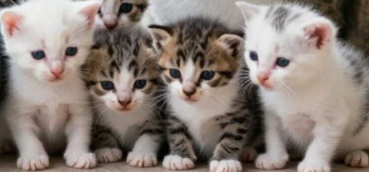 Alimentation des reproducteurs félins alimentation d'une chatte reproductrice