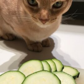 courgettes pour le chat