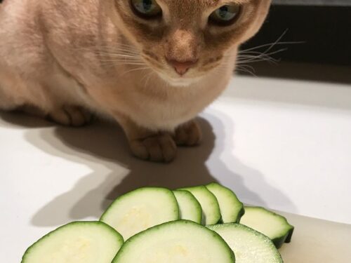 courgettes pour le chat