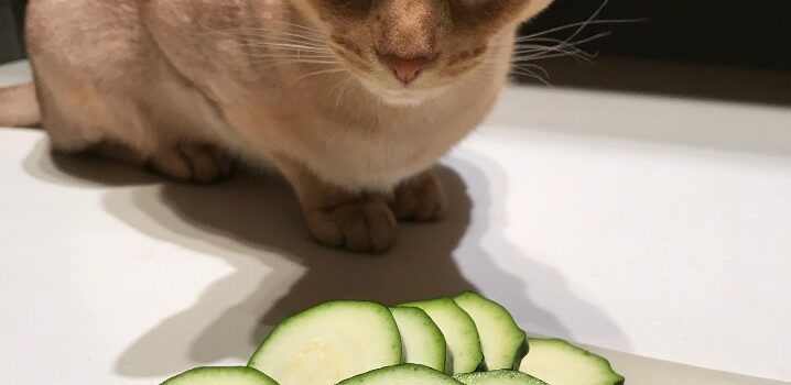 courgettes pour le chat