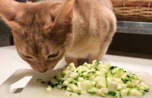 donner des courgettes au chat