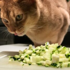 des courgettes pour le chat