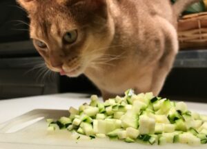 des courgettes pour le chat