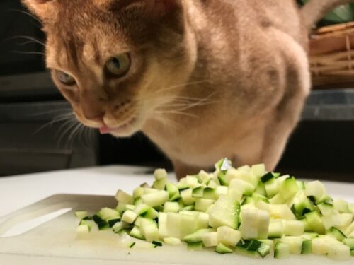 des courgettes pour le chat