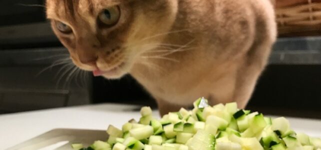 Votre chat n’aime pas les croquettes ? Essayez les courgettes ! – Vidéo