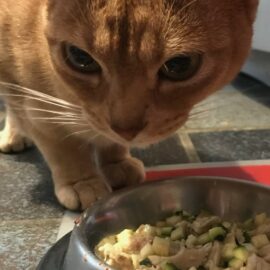 changer l'alimentation du chat