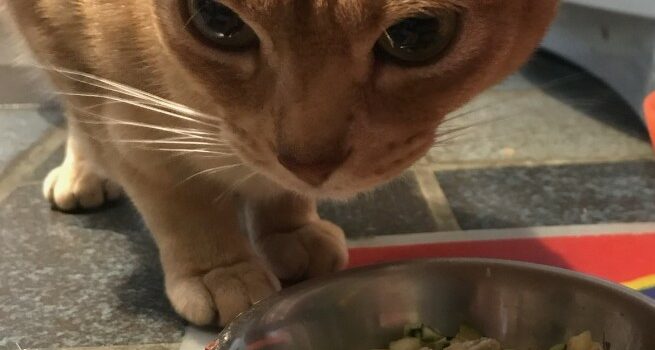 changer l'alimentation du chat