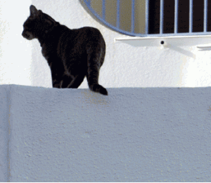 Changer l’alimentation de votre chat pendant les vacances… Chat-vacances