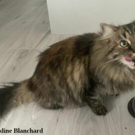 nombre de repas chat