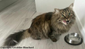 Combien de repas par jour pour un chat?