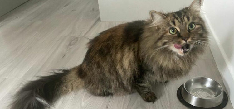 nombre de repas chat