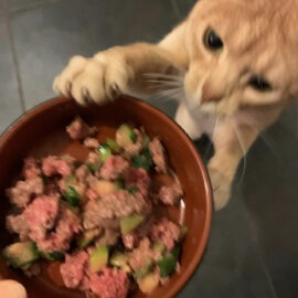 mon chat a faim