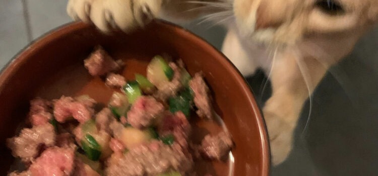 mon chat a faim