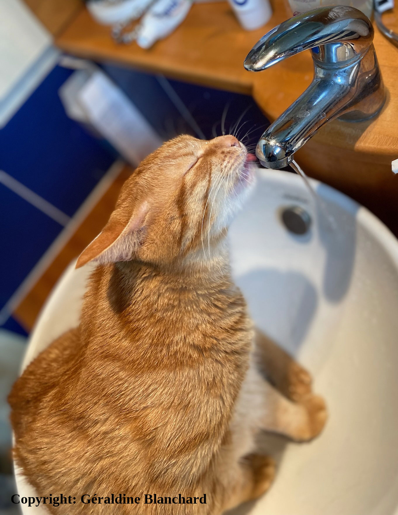 hydratation du chat