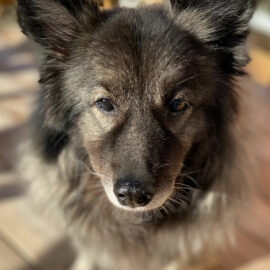 mon chien réclame