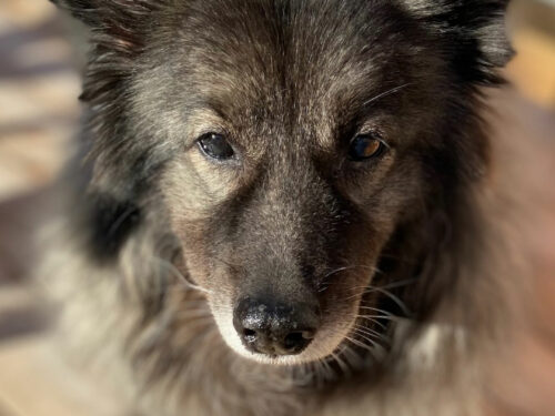 mon chien réclame