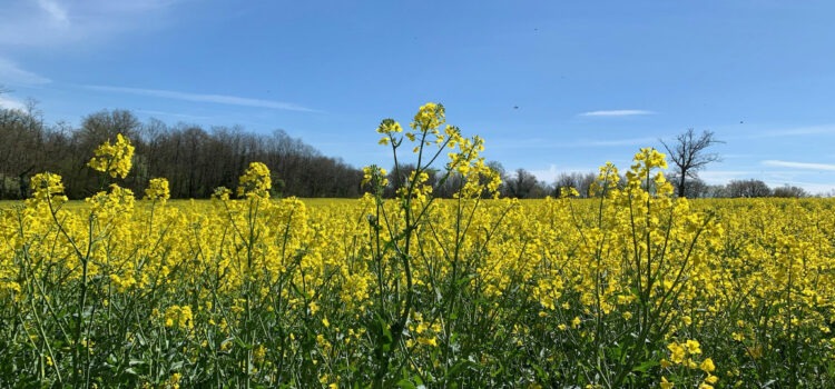 Par quelle huile remplacer l&rsquo;huile de colza en temps de pénurie?