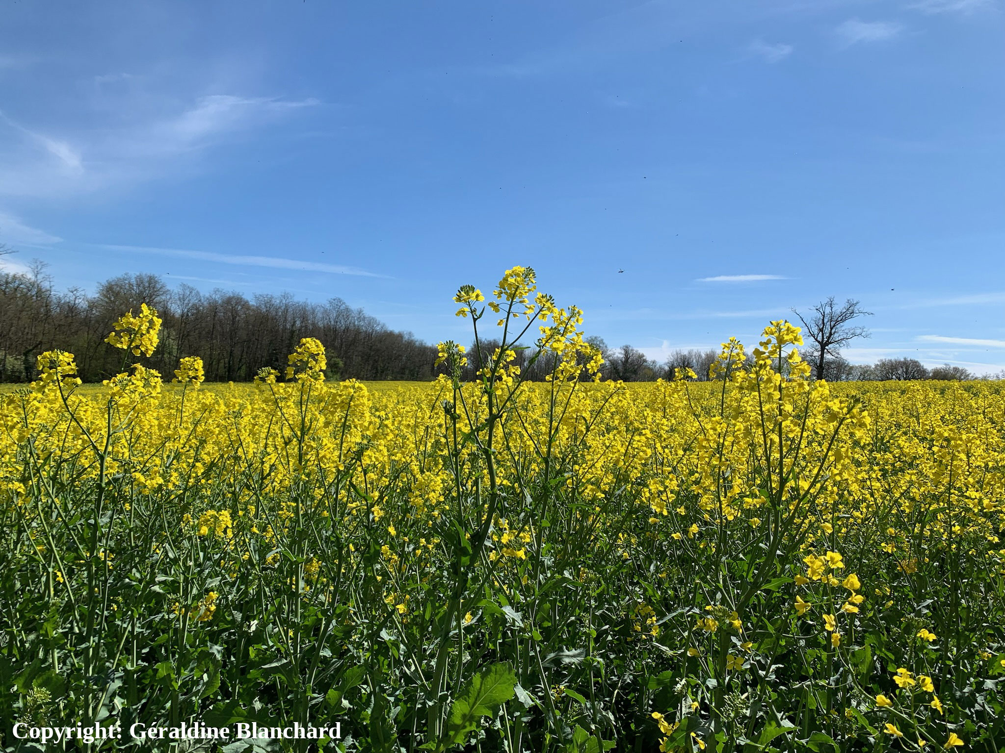 Par quelle huile remplacer l&rsquo;huile de colza en temps de pénurie?