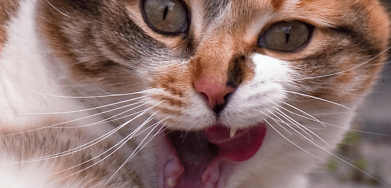 Mon chat a très faim