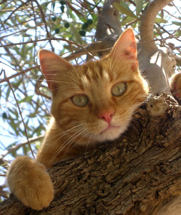 Mon Chat Boude Ses Croquettes Habituelles Le blog du Dr. Vet. Géraldine Blanchard