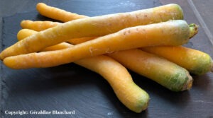 carottes bio pour un chien