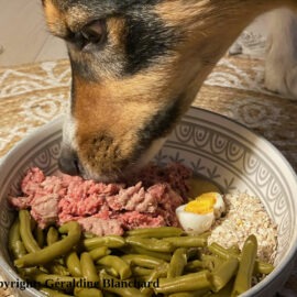 alimentation bio pour chien