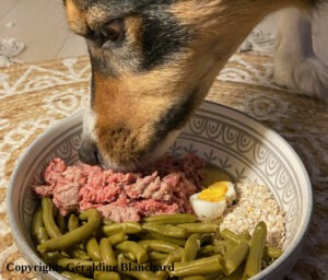 L&rsquo;alimentation bio pour chien ou pour chat, est-ce meilleur ?