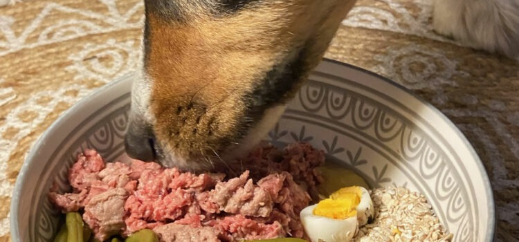 alimentation bio pour chien