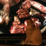 barf pour les chats