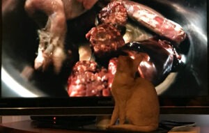 Le barf qui marche… pour les chats