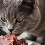 barf pour les chats