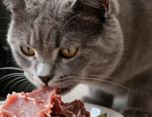 Le barf qui marche… pour les chats