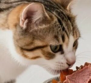 barf-pour-chat