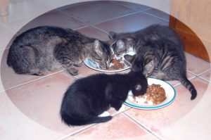 le chaton consomme mieux un aliment que sa mère mange déjà