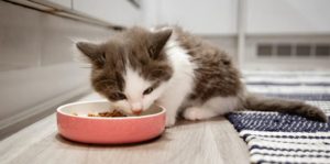 Diversifier les aliments du chaton : Oui ou Non ?