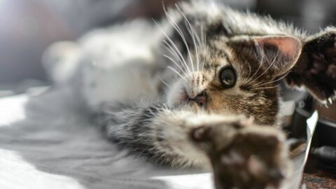 Lu sur le net … comment nourrir un chaton ?