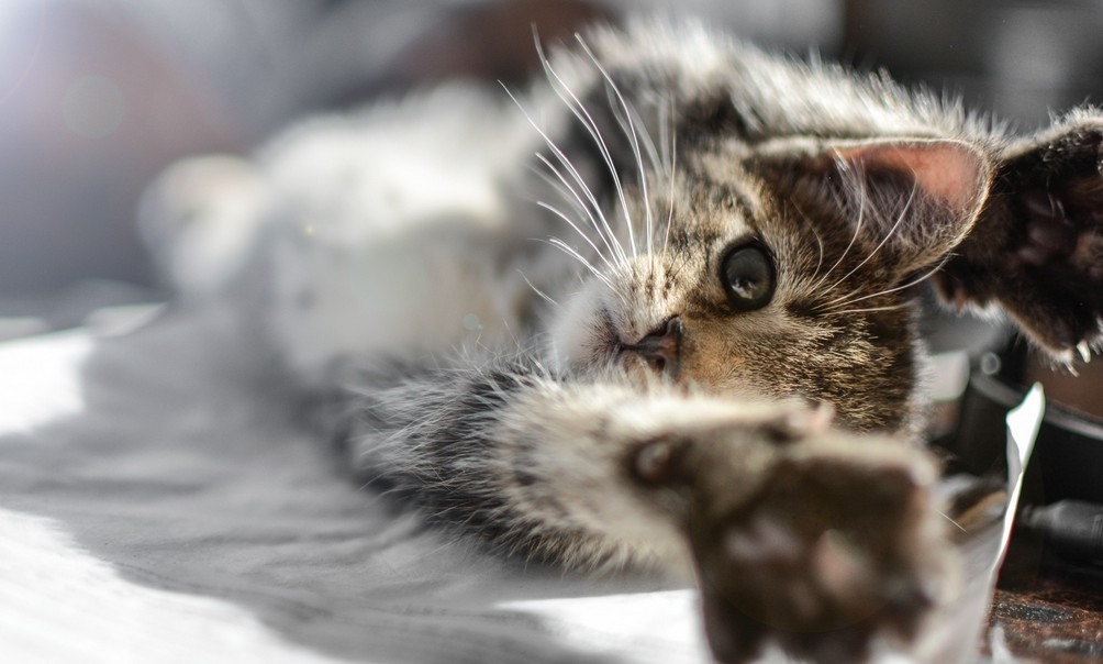 Lu sur le net … comment nourrir un chaton ?