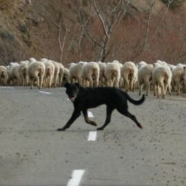 besoin énergétique du chien