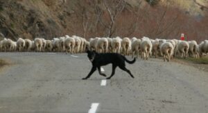 Chien de troupeau…en Nouvelle Zélande