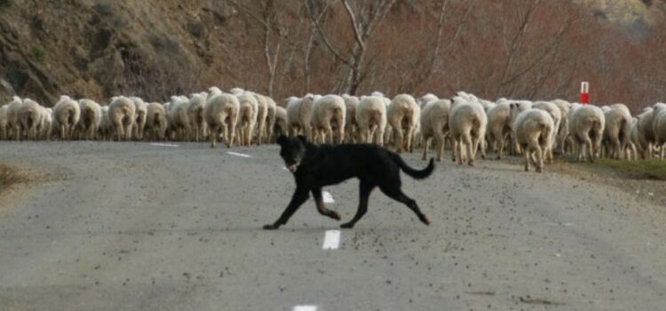 besoin énergétique du chien