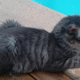 nourrir un chaton