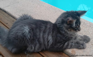Lu sur le net … comment nourrir un chaton ?