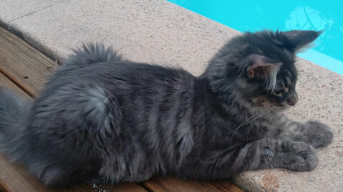 Lu sur le net … comment nourrir un chaton ?