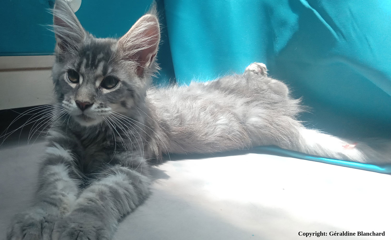 chaton maine coon