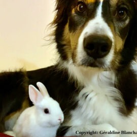viande de lapin dans ration ménagère