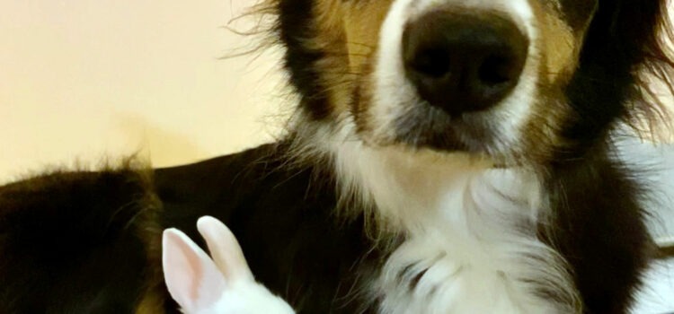 viande de lapin dans ration ménagère