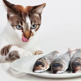 huile de poisson pour le chat